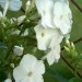 Phlox paniculata - Plamenka, flox Avtor: katrinca rastline.mojforum.si