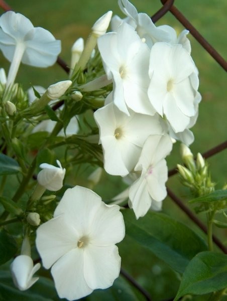 Phlox paniculata - Plamenka, flox Avtor: katrinca rastline.mojforum.si