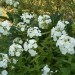 Phlox paniculata - Plamenka, flox Avtor: katrinca rastline.mojforum.si