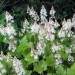 Tiarella - Tiarela