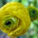 Ranunculus - zlatica