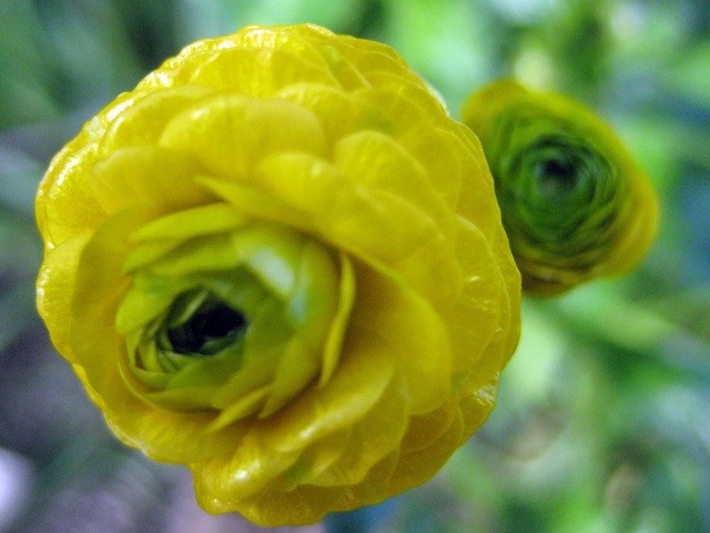Ranunculus - zlatica
Avtor: zupka
rastline.mojforum.si