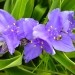 Tradescantia  - Tradeskancija