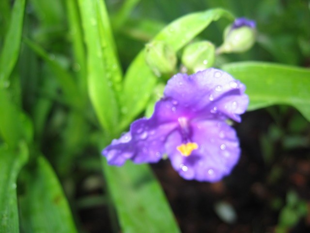 Tradescantia virginiana - vrtna tradeskancija
Avtor: potonka
rastline.mojforum.si