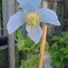Meconopsis - Himalajski mak