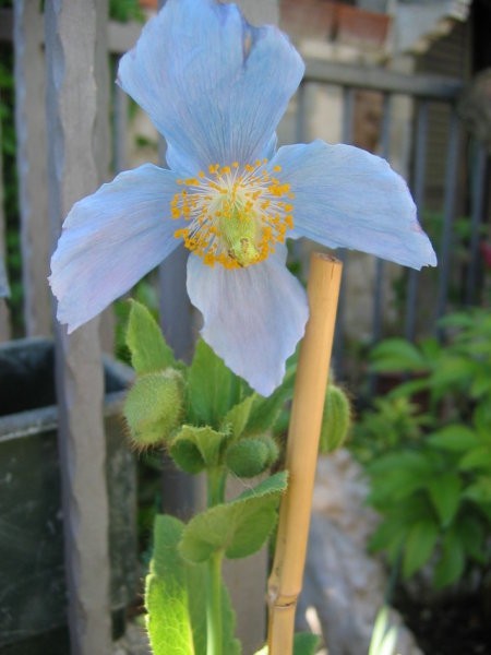 MECONOPSIS-himalajski mak
Avtor: potonka
rastline.mojforum.si