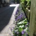 Campanula - Zvončnica