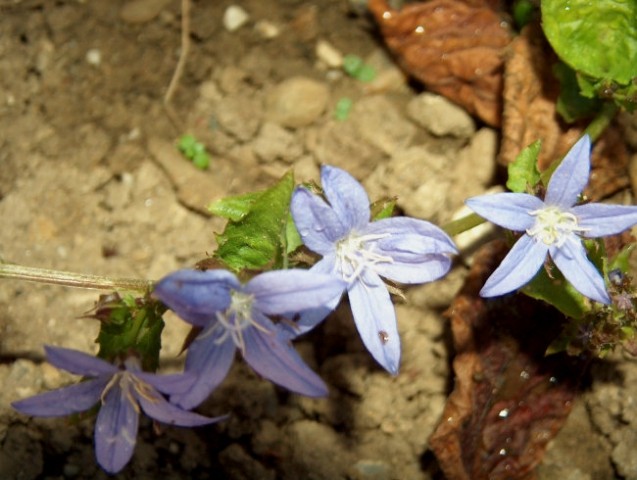Campanula-zvončnica
nizka
Avtor: katrinca
rastline.mojforum.si