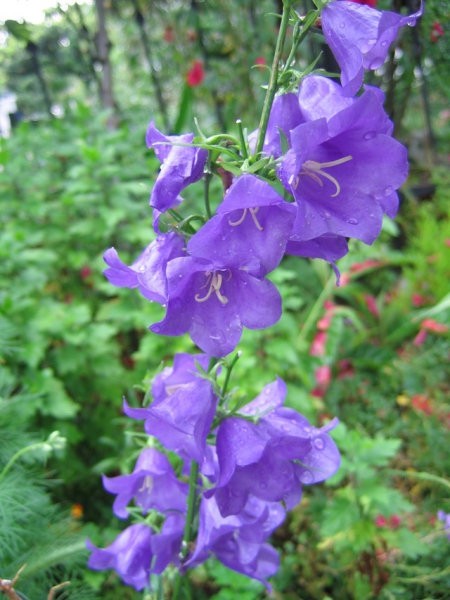 Campanula Carpatica - zvončnica
Avtor: potonka
rastline.mojforum.si