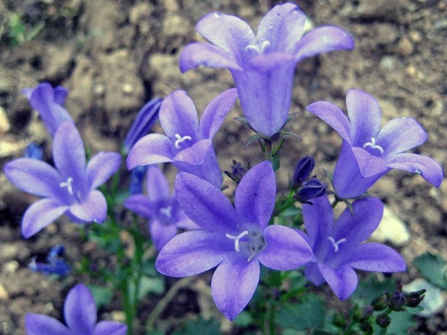 Campanula portenschlagiana 
Avtor: zupka
rastline.mojforum.si