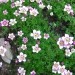 Saxifraga - kamnokreč
