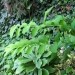 Polygonatum  - Salomonov pečatnik
