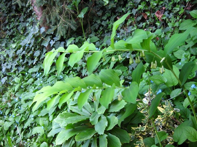 Polygonatum multiflorum - Salomonov pečatnik
Avtor: muha
rastline.mojforum.si