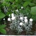 Cerastium tomentosum - smiljka
Avtor: muha
rastline.mojforum.si