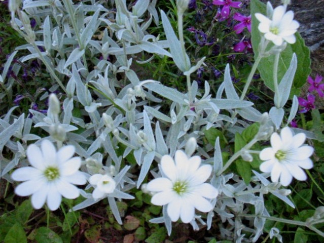 Cerastium tomentosum - smiljka
Avtor: katrinca
rastline.mojforum.si
