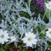 Cerastium tomentosum - smiljka
Avtor: katrinca
rastline.mojforum.si
