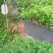 Diascia - Diascia