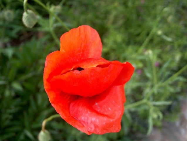 Papaver - Mak
Avtor: katrinca
rastline.mojforum.si