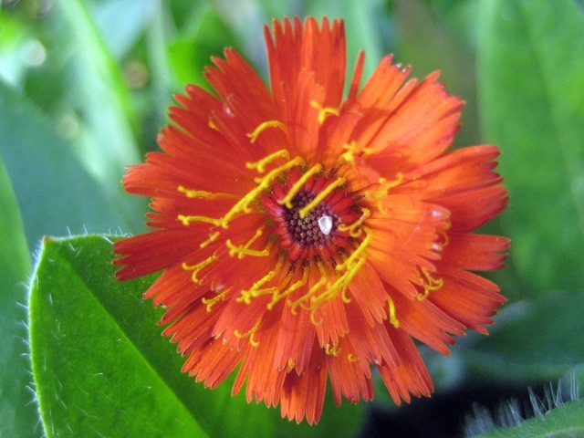 Hieracium aurantiacum - Oranžna škržolica 
Avtor: zupka
rastline.mojforum.si