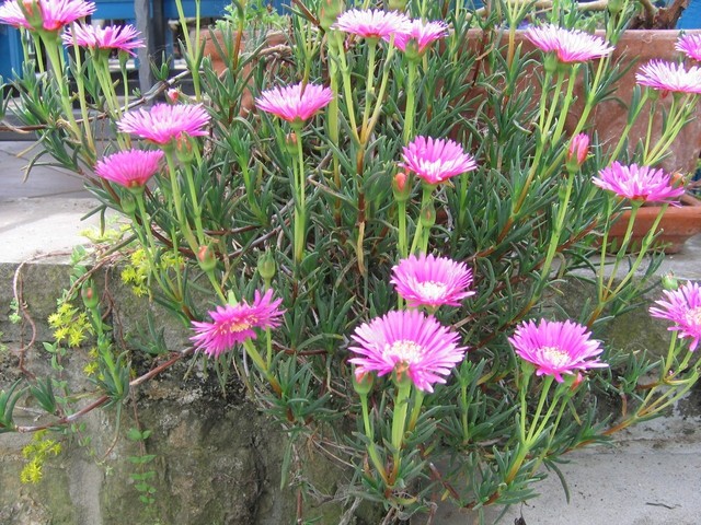 LAMPRANTHUS COCCINEUS-Lamprant
Avtor: potonka
rastline.mojforum.si