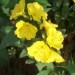 Oenothera - Svetlin
Avtor: katrinca
rastline.mojforum.si