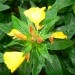 Oenothera - Svetlin
Avtor: vrtnarka
rastline.mojforum.si