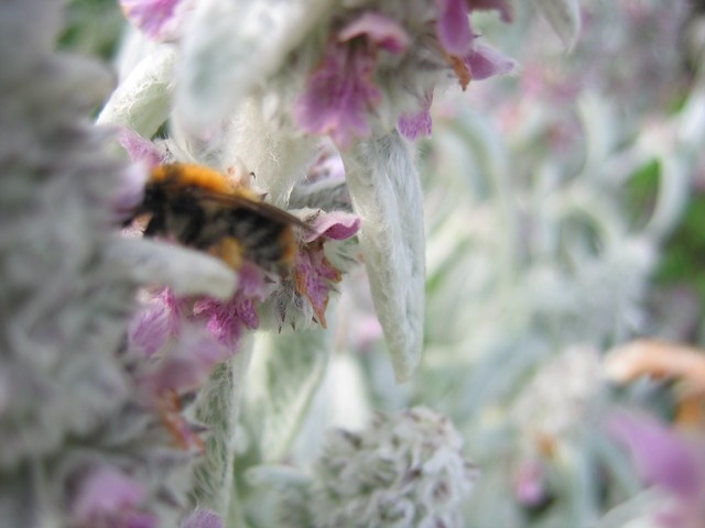 Stachys lanata - volnati čišljak - volnatec 
Avtor: potonka
rastline.mojforum.si