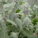 Stachys lanata - volnati čišljak - volnatec 
Avtor: muha
rastline.mojforum.si