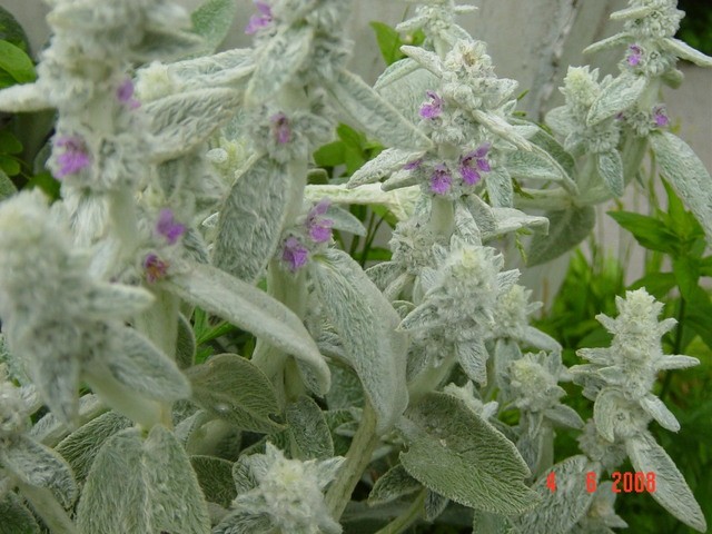 Stachys lanata - volnati čišljak - volnatec 
Avtor: muha
rastline.mojforum.si