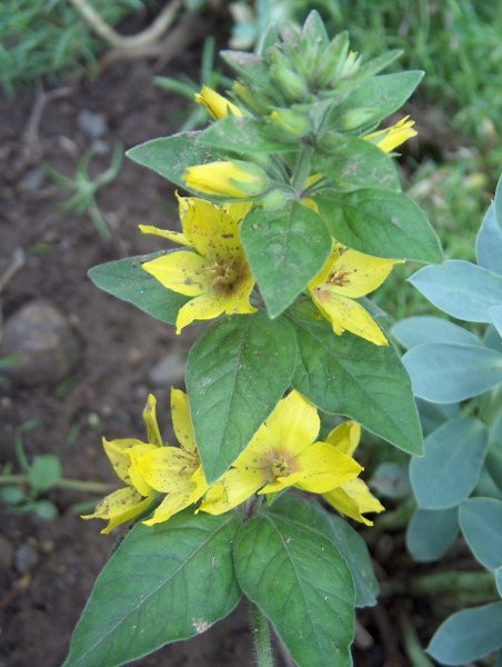 Lysimachia punctata - Pijavčnica
Avtor: katrinca
rastline.mojforum.si