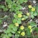 Lysimachia nummularia - Travniška(plazeča) pijavčnica
Avtor: muha
rastline.mojforum.si