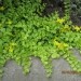 Lysimachia - pijavčnica Avtor: linda rastline.mojforum.si
