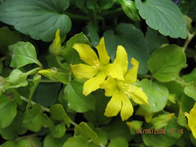 Lysimachia - pijavčnica Avtor: linda rastline.mojforum.si