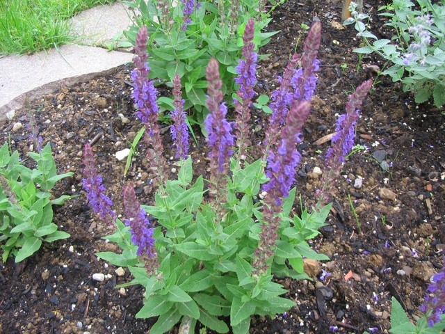 Salvia - kadulja

Avtor: gretka*
rastline.mojforum.si