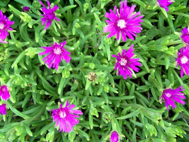Delosperma - Delosperma
Avtor: potonka
rastline.mojforum.si