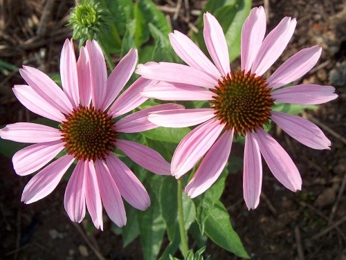 Echinacea - Ameriški slamnik, ehinaceja 
28.7.08
Avtor: katrinca
rastline.mojforum.si