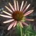 Echinacea - Ameriški slamnik, ehinaceja
26.7.08 
Avtor: katrinca
rastline.mojforum.si
