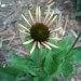 Echinacea - Ameriški slamnik, ehinaceja
24.7.08 
Avtor: katrinca
rastline.mojforum.si