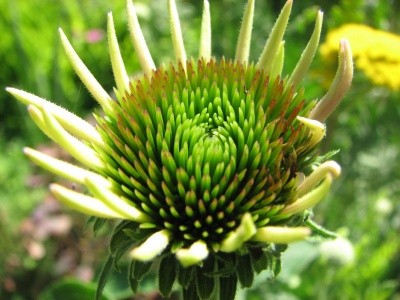 Echinacea - Ameriški slamnik, ehinaceja  - foto