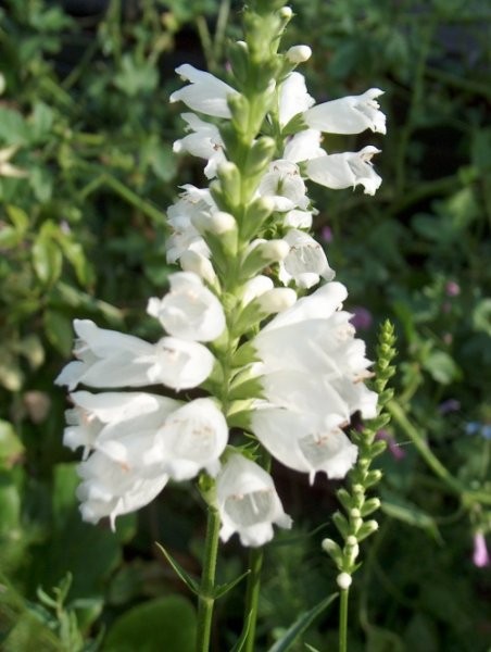  	Physostegia - Fizostegija
Avtor: katrinca
rastline.mojforum.si