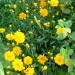 Coreopsis - lepe očke
Avtor: vrtnarka
rastline.mojforum.si