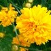 Coreopsis - lepe očke
Avtor: vrtnarka
rastline.mojforum.si