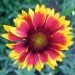 Gaillardia grandiflora 'Dwarf Goblin' - Gajlardija, kokarda
Avtor: zupka
rastline.mojfor