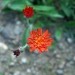 Hieracium aurantiacum - Oranžna škržolica
Avtor: katrinca
rastline.mojforum.si