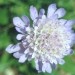 Scabiosa - Grintavec