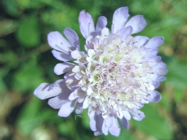 Scabiosa columbaria 'Butterfly Blue'  - Grintavec
Avtor: zupka
rastline.mojforum.si