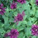 Monarda - Monarda
Avtor: katrinca
rastline.mojforum.si