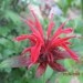 Monarda - Monarda Avtor: linda
rastline.mojforum.si