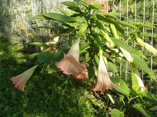 Brugmansia - Datura, okrasni kristavec
Avtor: nsns
rastline.mojforum.si