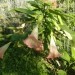 Brugmansia - Datura, okrasni kristavec
Avtor: nsns
rastline.mojforum.si